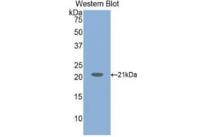 Western Blotting (WB) image for anti-Von Willebrand Factor (VWF) (AA 1498-1665) antibody (ABIN1078669) (VWF Antikörper  (AA 1498-1665))
