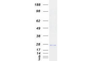 Western Blotting (WB) image for Transmembrane and Coiled-Coil Domains 1 (TMCO1) protein (Myc-DYKDDDDK Tag) (ABIN2733829)