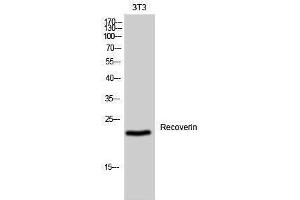 Western Blotting (WB) image for anti-Recoverin (RCVRN) (Internal Region) antibody (ABIN3177175) (Recoverin Antikörper  (Internal Region))