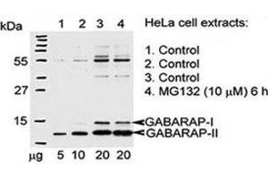 Western Blotting (WB) image for anti-GABA(A) Receptor-Associated Protein (GABARAP) (AA 1-30) antibody (ABIN3031014)