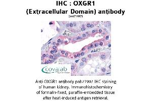 Image no. 1 for anti-Oxoglutarate (Alpha-Ketoglutarate) Receptor 1 (OXGR1) (3rd Extracellular Domain) antibody (ABIN1737721) (OXGR1 Antikörper  (3rd Extracellular Domain))