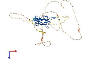 RUNX3 Protein (AA 1-409) (His tag)