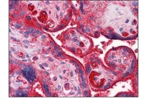 Immunohistochemistry (IHC) image for anti-Apolipoprotein A-II (APOA2) (AA 1-101) antibody (ABIN614396) (APOA2 Antikörper  (AA 1-101))