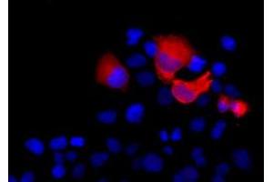 Anti-SHH mouse monoclonal antibody (ABIN2452357) immunofluorescent staining (Red) of COS7 cells transiently transfected by pCMV6-ENTRY SHH (RC222175). (Sonic Hedgehog Antikörper  (AA 24-197))