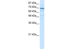 Western Blotting (WB) image for anti-Zinc Finger Protein 614 (ZNF614) antibody (ABIN2461064) (ZNF614 Antikörper)