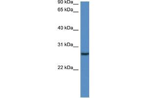 WB Suggested Anti-Clec1b Antibody   Titration: 1. (C-Type Lectin Domain Family 1, Member B (CLEC1B) (N-Term) Antikörper)