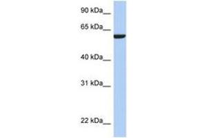 Image no. 1 for anti-Adhesion Molecule with Ig-Like Domain 3 (AMIGO3) (N-Term) antibody (ABIN6743924) (AMIGO3 Antikörper  (N-Term))