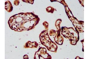 IHC image of ABIN7157491 diluted at 1:400 and staining in paraffin-embedded human placenta tissue performed on a Leica BondTM system. (KIF1BP Antikörper  (AA 24-204))