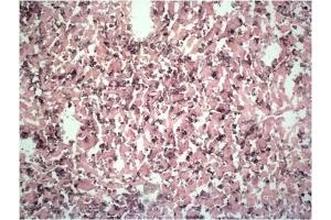 F4/80 expression on macrophages in mouse liver. (F4/80 Antikörper  (FITC))