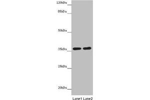 Western blot All lanes: GNB1L antibody at 3. (GNB1L Antikörper  (AA 1-327))