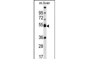 ARA Antibody (Center) (ABIN656834 and ABIN2846044) western blot analysis in mouse liver tissue lysates (35 μg/lane). (PPARA Antikörper  (AA 153-181))