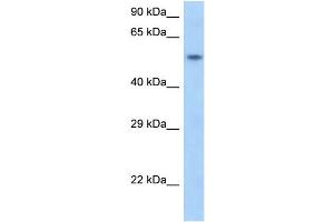 Western Blotting (WB) image for anti-Small Nuclear RNA Activating Complex, Polypeptide 1, 43kDa (SNAPC1) (N-Term) antibody (ABIN2777234)