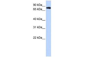Western Blotting (WB) image for anti-Potassium Voltage-Gated Channel, Shaw-Related Subfamily, Member 3 (KCNC3) (Middle Region) antibody (ABIN633709)