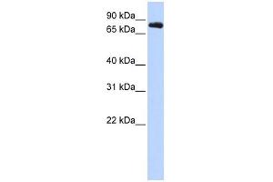 KCNC3 antibody used at 1 ug/ml to detect target protein.