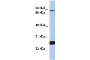 Image no. 1 for anti-Nuclear Factor (erythroid-Derived 2)-Like 1 (NFE2L1) (AA 575-624) antibody (ABIN6747209) (NFE2L1 Antikörper  (AA 575-624))