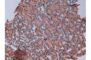 IHC-P analysis of Mouse Kidney Tissue, with DAB staining. (GCKR Antikörper  (AA 17-261))