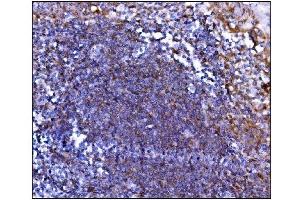 IHC analysis of Prolyl Endopeptidase/PREP using anti-Prolyl Endopeptidase/PREP antibody (ABIN7599118). (PREP Antikörper  (AA 1-227))