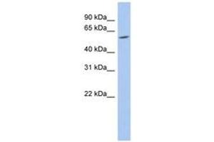 Image no. 1 for anti-Tripartite Motif Containing 62 (TRIM62) (AA 107-156) antibody (ABIN6742490) (TRIM62 Antikörper  (AA 107-156))