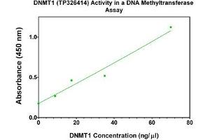 Activity Assay (AcA) image for DNA (Cytosine-5)-Methyltransferase 1 (DNMT1) (Transcript Variant 1) (Active) protein (Myc-DYKDDDDK Tag) (ABIN2719616)