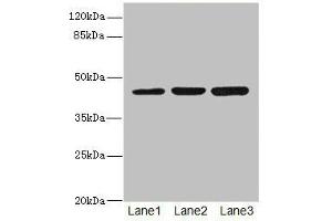 Western blot All lanes: LFNGantibody at 4. (LFNG Antikörper  (AA 1-250))