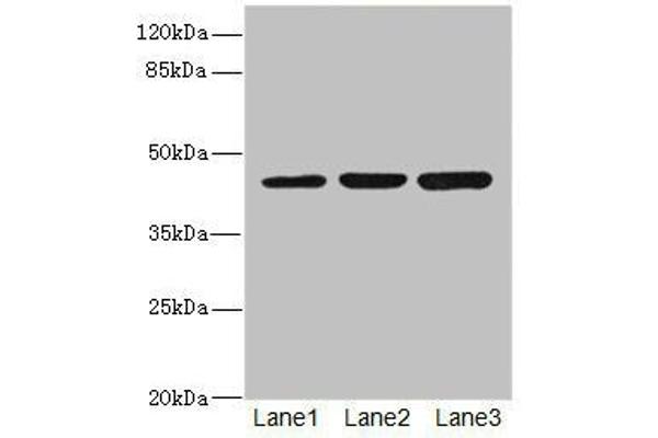LFNG Antikörper  (AA 1-250)