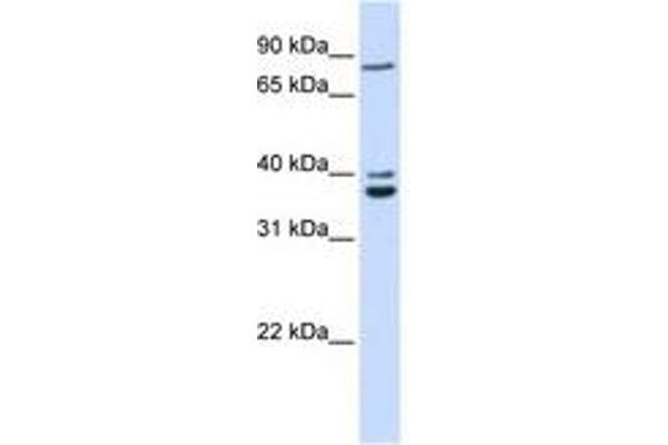 TPGS2 anticorps  (AA 108-157)