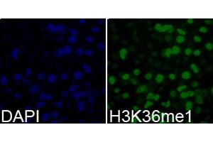 Immunofluorescence analysis of 293T cells using MonoMethyl-Histone H3-K36 antibody.