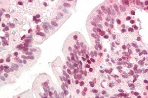 Immunohistochemistry staining of human small intestine (Formalin-fixed, Paraffin-embedded tissue after heat-induced antigen retrieval) using ZIC5  Antibody  (concentration 75 µg/ml). (ZIC5 Antikörper  (C-Term))