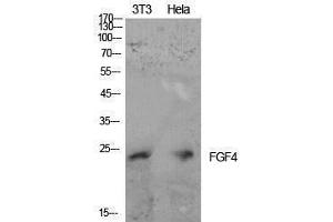 Western Blotting (WB) image for anti-Fibroblast Growth Factor 4 (FGF4) (Internal Region) antibody (ABIN3178898) (FGF4 Antikörper  (Internal Region))
