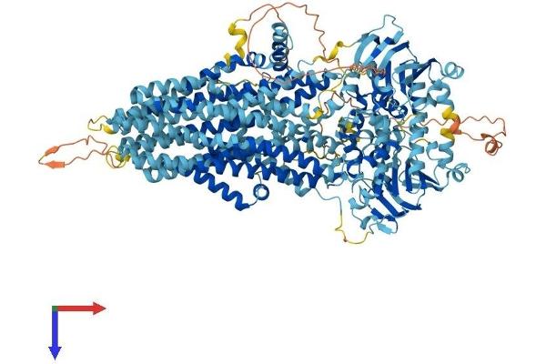 ABCC12 Protein (AA 1-1366) (His tag)