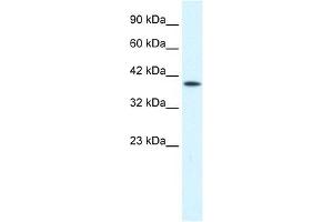P2RX2 antibody used at 0. (P2RX2 Antikörper  (Middle Region))