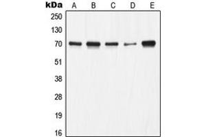 Western blot analysis of Ku70 expression in A549 (A), HeLa (B), A673 (C), Jurkat (D), COS7 (E) whole cell lysates. (XRCC6 Antikörper  (C-Term))