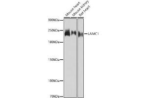 Western blot analysis of extracts of various cell lines, using L antibody (ABIN7268186) at 1:3000 dilution. (Laminin gamma 1 Antikörper  (AA 1300-1609))