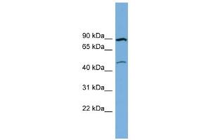 WB Suggested Anti-TMEM48 Antibody Titration:  0. (TMEM48 Antikörper  (Middle Region))