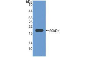 Western blot analysis of recombinant Rabbit IL1b. (IL-1 beta Antikörper  (AA 118-268))