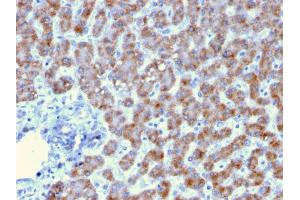 Immunohistochemistry (IHC) image for anti-Prohibitin (PHB) (AA 167-261) antibody (ABIN6940305)