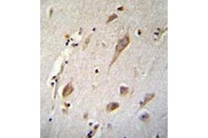 Immunohistochemistry analysis in formalin fixed and paraffin embedded human brain tissue reacted with NXNL2 Antibody (Center) followed by peroxidase conjugation of the secondary antibody and DAB staining. (NXNL2 Antikörper  (Middle Region))