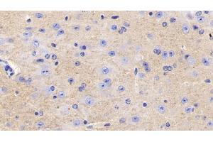 Detection of CD90 in Mouse Cerebrum Tissue using Polyclonal Antibody to Cluster of Differentiation 90 (CD90) (CD90 Antikörper  (AA 20-131))