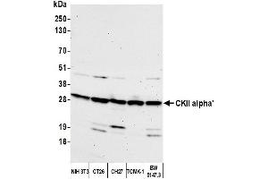 Western Blotting (WB) image for anti-Casein Kinase 2 alpha 1 (CSNK2A1) (C-Term) antibody (ABIN7450124) (CSNK2A1/CK II alpha Antikörper  (C-Term))