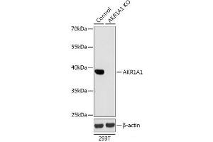 Western blot analysis of extracts from normal (control) and AKR1A1 knockout (KO) 293T cells using AKR1A1 Polyclonal Antibody at dilution of 1:1000. (AKR1A1 Antikörper)