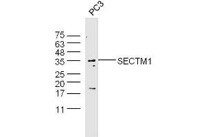 PC3 lysates probed with Anti-SECTM1 Polyclonal Antibody  at 1:5000 90min in 37˚C. (SECTM1 Antikörper  (AA 42-150))