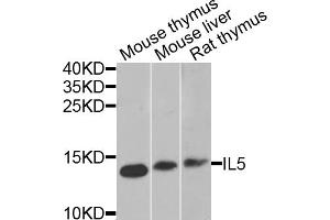 Western blot analysis of extracts of various cell lines, using IL5 antibody (ABIN5975164) at 1/1000 dilution. (IL-5 Antikörper)