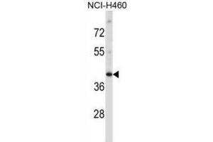 Western Blotting (WB) image for anti-Mitogen-Activated Protein Kinase 11 (MAPK11) antibody (ABIN2997621) (MAPK11 Antikörper)