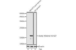 Western blot analysis of extracts of various cell lines, using Acetyl-Histone H3-K27 antibody (ABIN7267738) at 1:1000 dilution. (Histone H4 Antikörper  (H3K27))