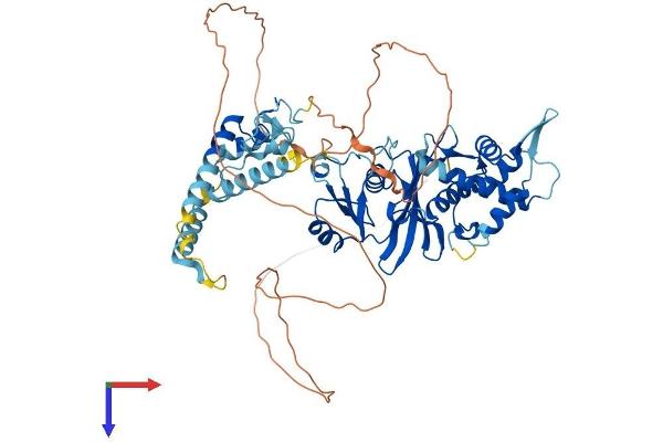 MYST2 Protein (AA 1-611) (His tag)