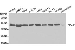 Western blot analysis of extracts of various cell lines, using EIF4A1 antibody. (EIF4A1 Antikörper)