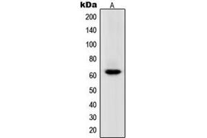 Western blot analysis of POLR3C expression in HeLa (A) whole cell lysates.