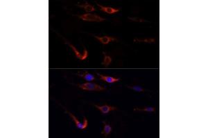 Immunofluorescence (IF) image for anti-Mechanistic Target of Rapamycin (serine/threonine Kinase) (mTOR) (AA 2400-2500) antibody (ABIN6144170)