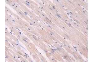 Used in DAB staining on fromalin fixed paraffin- embedded heart tissue