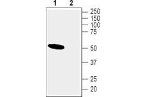 Western blot analysis of rat brain lysates:1.